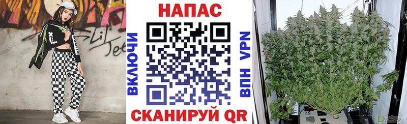 МАРИХУАНА план  Купить где  Лосино-Петровский 